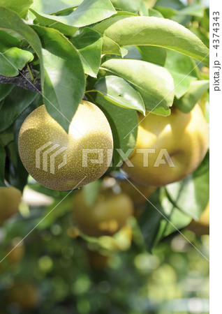 豊水の梨園 4374343