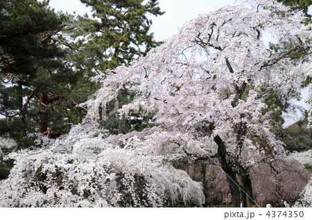 満開の桜 4374350