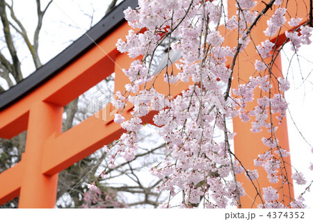 鳥居と桜 鳥居と桜 4374352