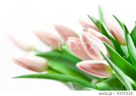 nice tulips 4375318