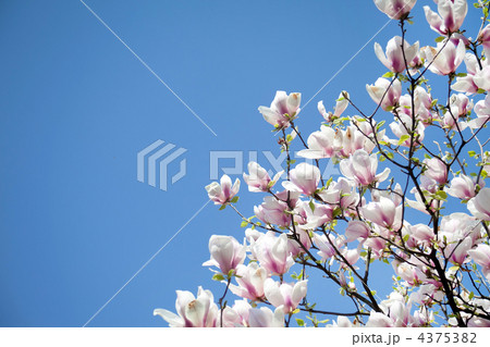 magnolia trees over blue sky magnolia trees over blue sky 4375382