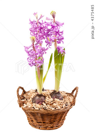 Pink hyacinths Pink hyacinths 4375485