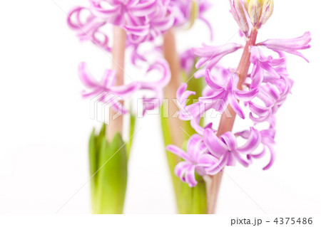 Pink hyacinths 4375486