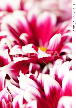 Chrysanthemum Flowers 4375491