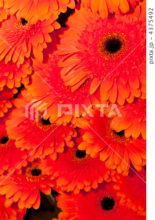 beautiful gerbers 4375492