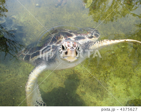 ウミガメ ウミガメ 4375627