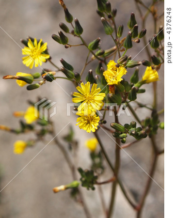 オニタビラコ 4376248