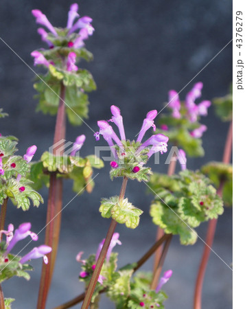 ホトケノザ 4376279