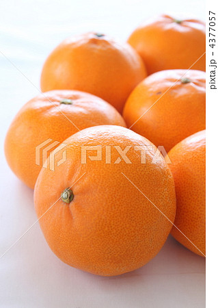 果物　みかん　せとか 4377057