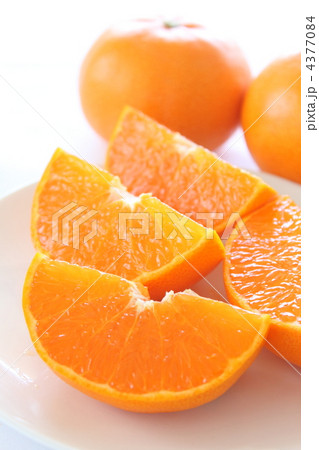 果物　みかん　せとか 4377084