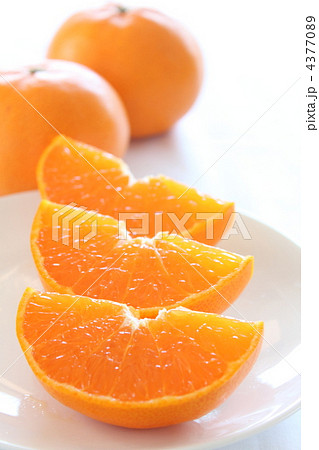 果物 みかん せとかの写真素材