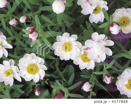 花かんざし ヘリクリサム 冬花の写真素材