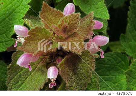 サンガイグサ サンガイグサ 4378079