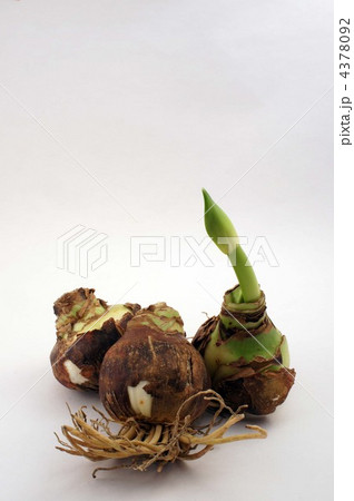 アマリリスの球根 4378092