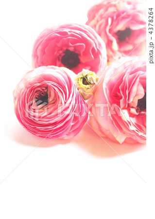 ラナンキュラスの花とつぼみ 4378264