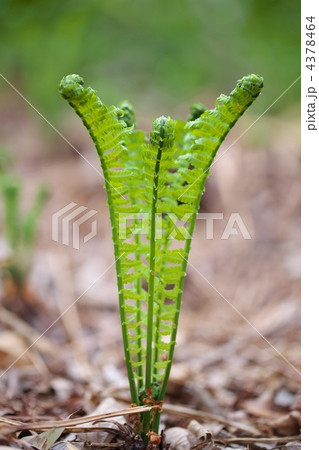 クサソテツ 4378464