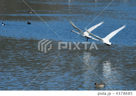 白鳥夫婦の離陸 4378685