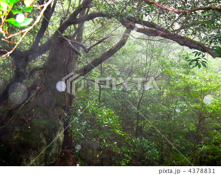 屋久島  白谷雲水峡  こだま 4378831