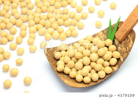 大豆 4379109