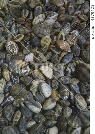砂抜き中のアサリ 4379425
