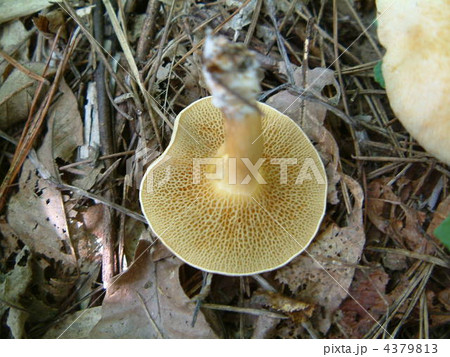 アミタケ 4379813