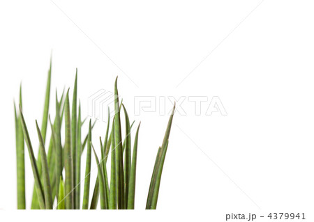 fresh grass fresh grass 4379941