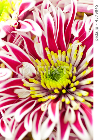 Chrysanthemum Flowers Chrysanthemum Flowers 4379945