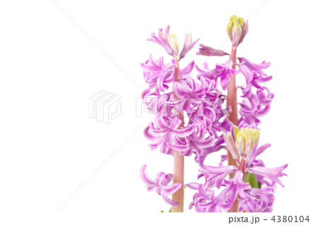 Pink hyacinths Pink hyacinths 4380104
