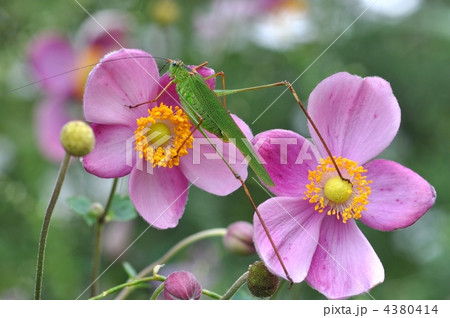 シュウメイギクとバッタ 4380414