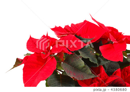 Red poinsettia isolated on a white background 4380680