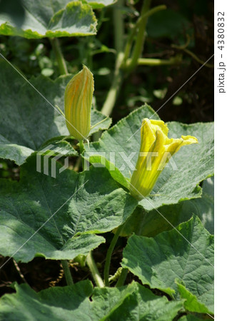 南瓜の花は短命です。 4380832