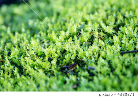 葉巻苔 雨が降ると青々とした葉が起き上がってきます。 葉巻苔 雨が降ると青々とした葉が起き上がってきます。 4380871