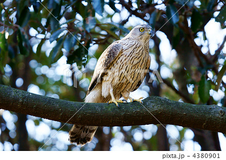 猛禽類の瞳 猛禽類の瞳 4380901