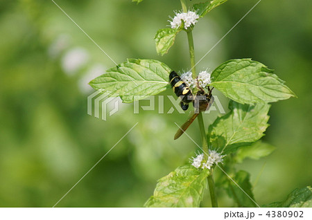 日本薄荷(ハッカ)に無我夢中の大紋土蜂 4380902