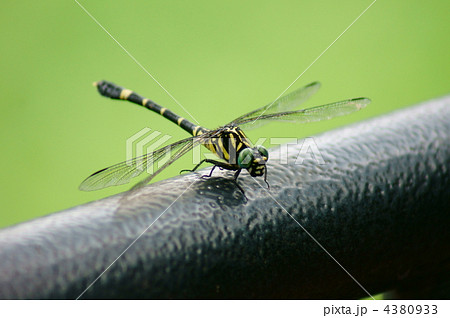 鬼蜻蜓の小型版　小鬼蜻蜓 4380933