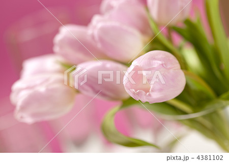 pink tulips in the vase 4381102