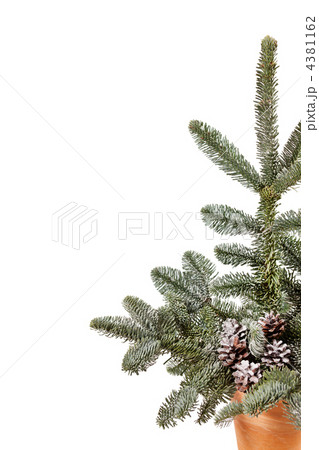 Christmas tree Christmas tree 4381162