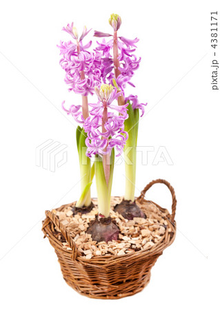 Pink hyacinths Pink hyacinths 4381171