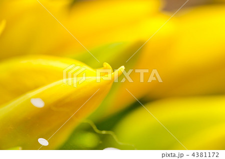 nice tulips 4381172