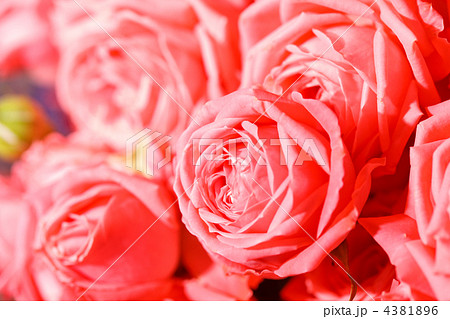 beautiful roses beautiful roses 4381896