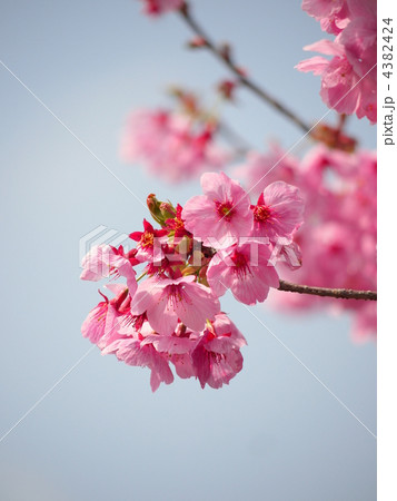 陽光桜 4382424