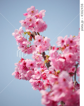 やわらかい陽射しを浴びる陽光桜 4382436