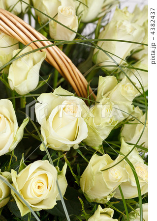 white roses 4382437