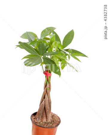 braided pachira isolated over a white background braided pachira isolated over a white background 4382738