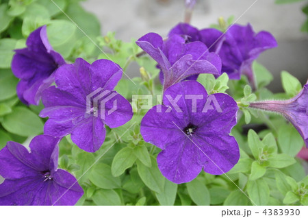 ペチュニア ペチュニア 4383930