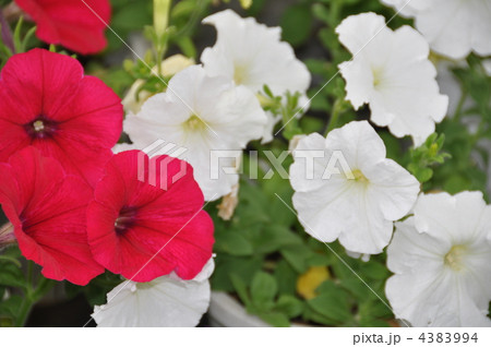 ペチュニア 4383994