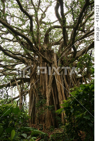 ガジュマルの木 4384123