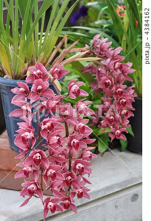 シンビジウム 4384162