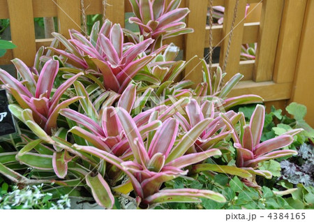 グズマニア 4384165