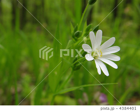 Flower in forest Flower in forest 4384401